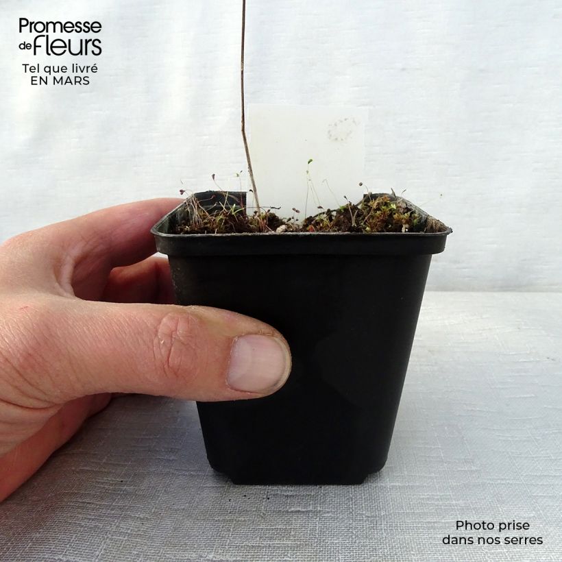 Geranium psilostemon Bressingham Flair sample as delivered in spring