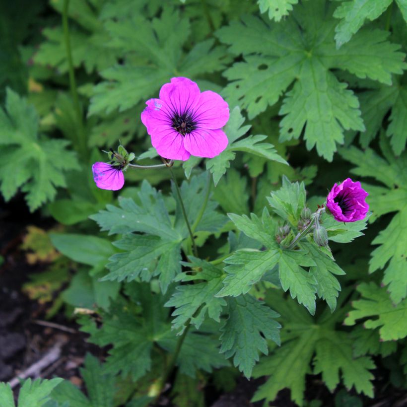 Geranium psilostemon - Armenian Cranesbill (Flowering)