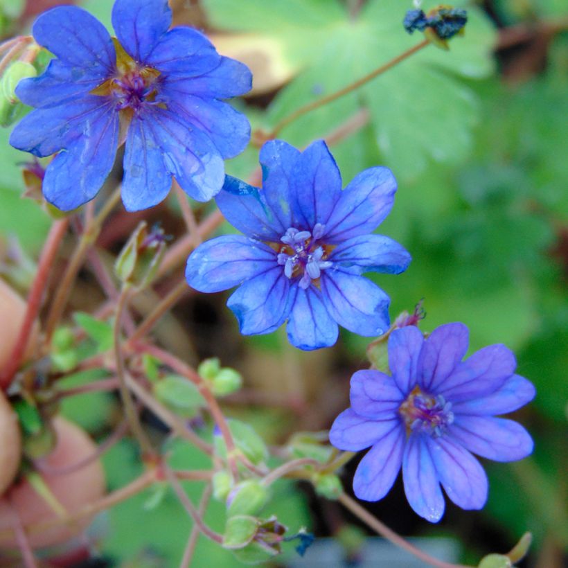 Geranium pyrenaicum Bill Wallis (Flowering)