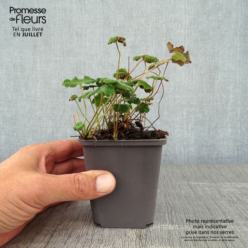Geranium renardii 8/9 cm pot sample as delivered in summer