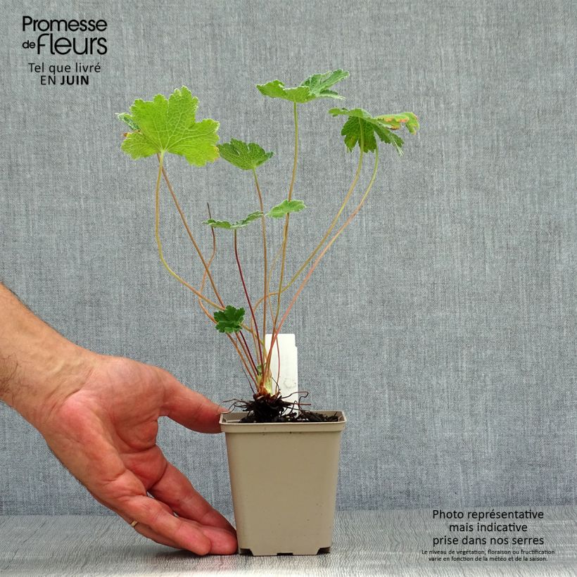 Geranium renardii Tcschelda 8/9 cm pot sample as delivered in summer