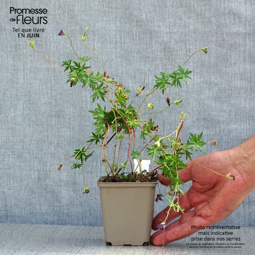 Geranium sanguineum Aviemore 8/9 cm pot sample as delivered in summer
