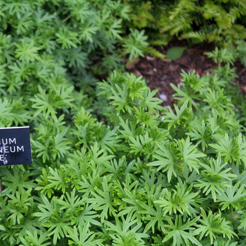 Geranium sanguineum Elke (Foliage)