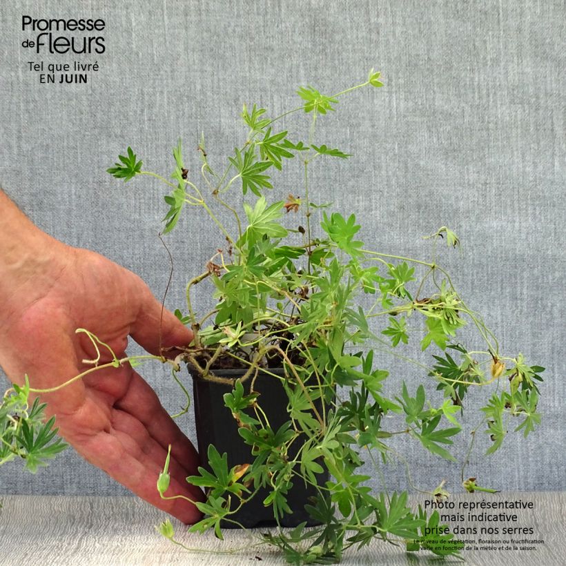 Geranium sanguineum Vision 8/9 cm pot sample as delivered in summer