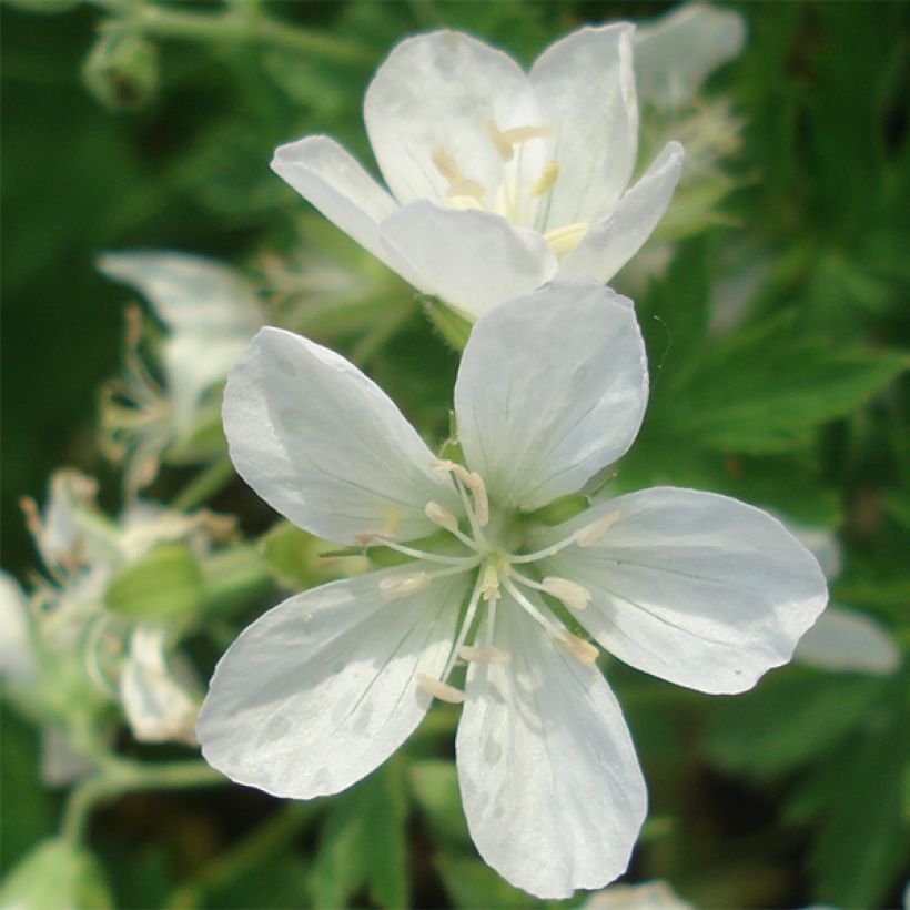 Geranium sylvaticum Album (Flowering)