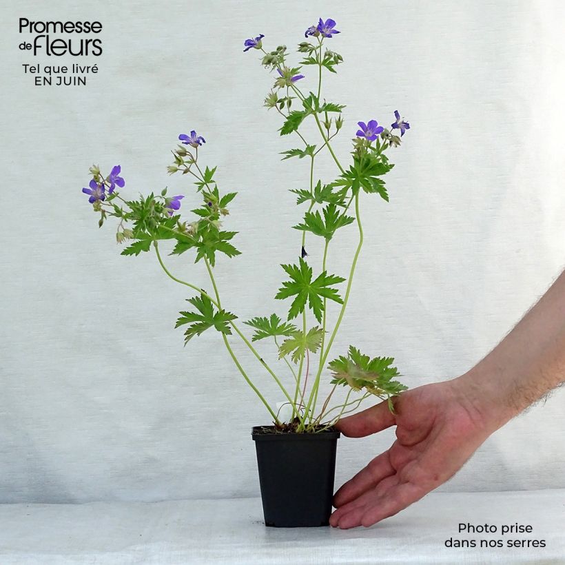 Geranium sylvaticum Bridget Lion 8/9 cm pot sample as delivered in summer