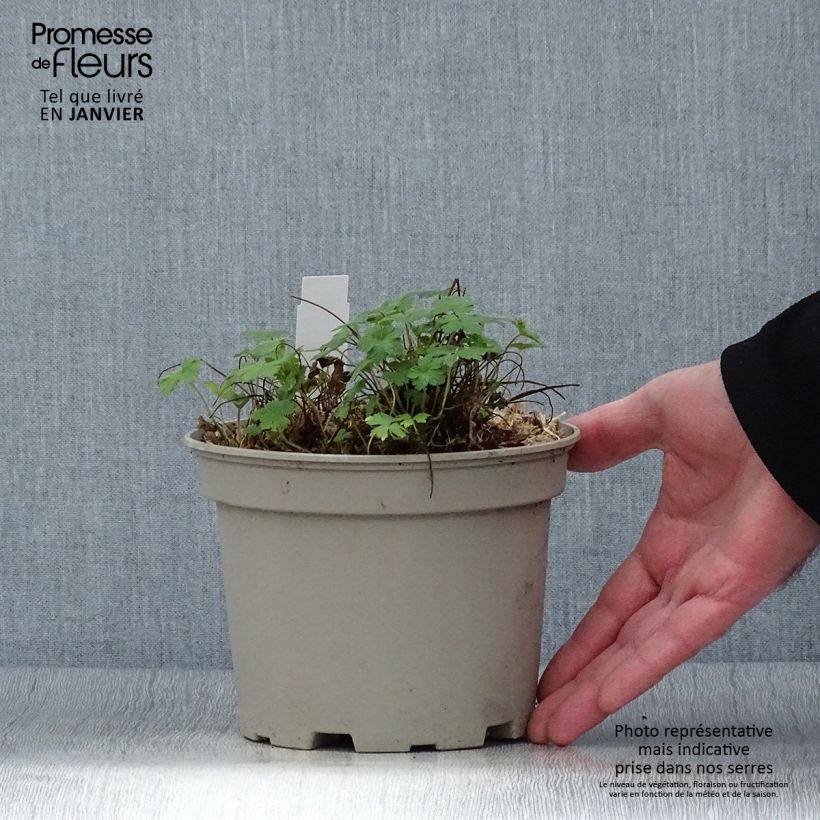 Geranium versicolor 2L/3L pot sample as delivered in winter