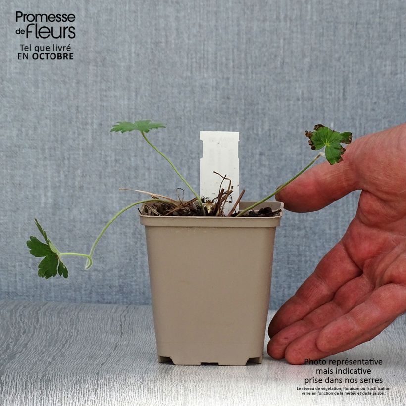 Geranium wlassovianum Crûg Farm 8/9 cm pot sample as delivered in autumn