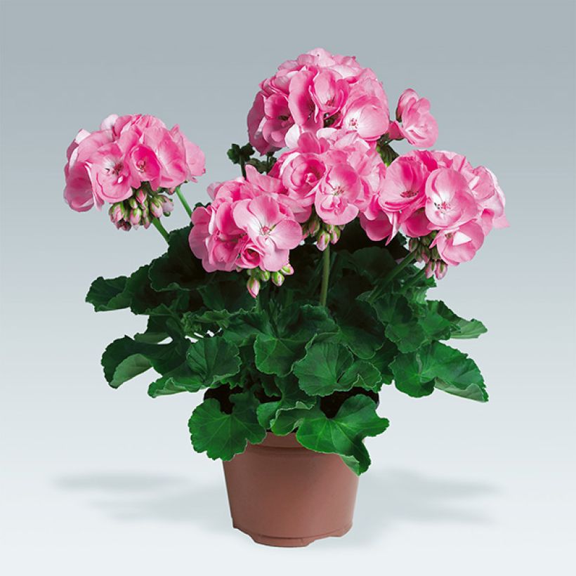 Pelargonium hortorum Candy Rose (Plant habit)