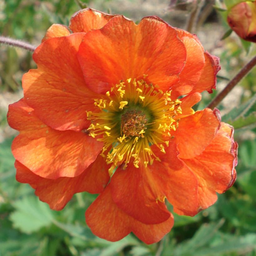 Geum coccineum Borisii (Flowering)