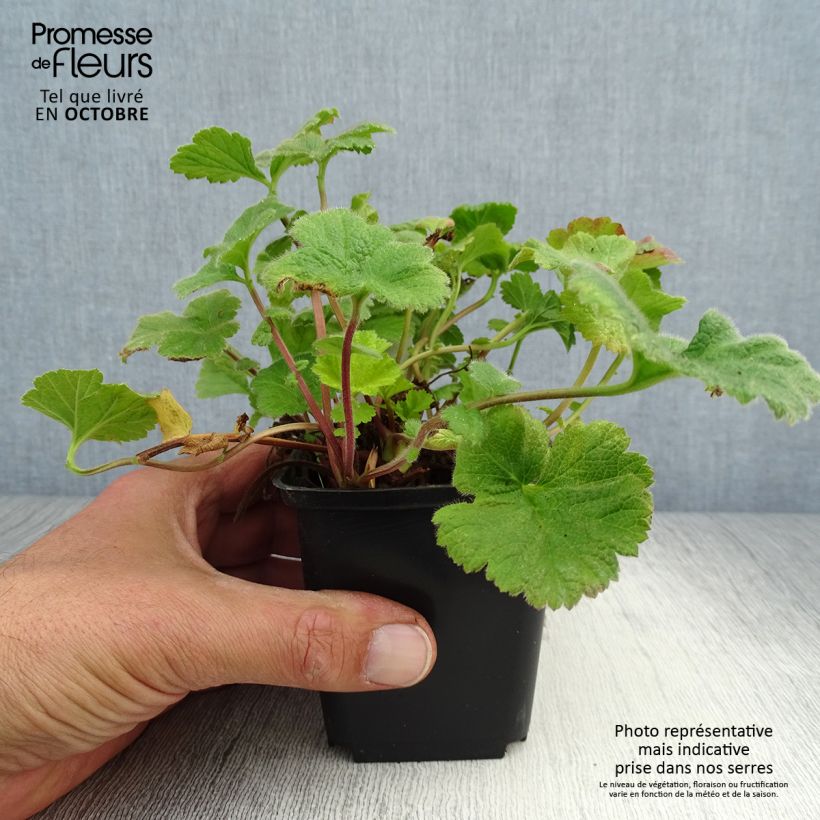 Geum Eos 8/9 cm pot sample as delivered in autumn