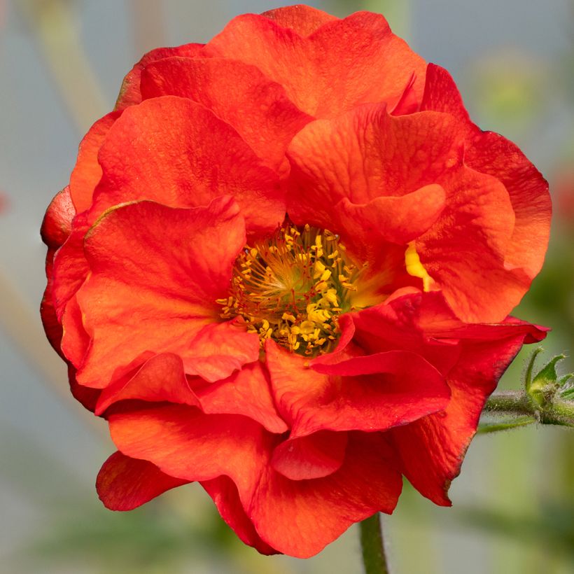 Geum Fiery Tempest (Flowering)