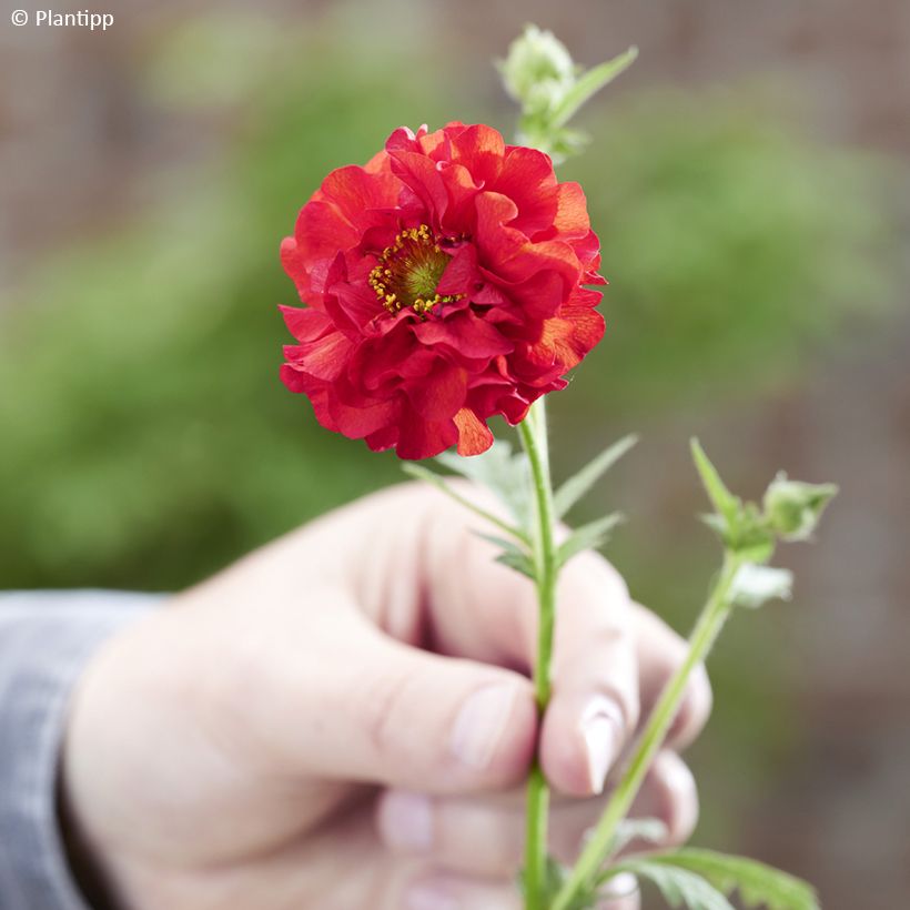 Geum Firestarter (Flowering)