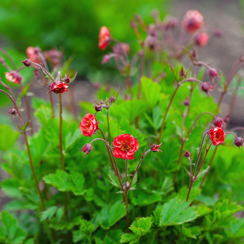 Geum Flames of Passion (Plant habit)