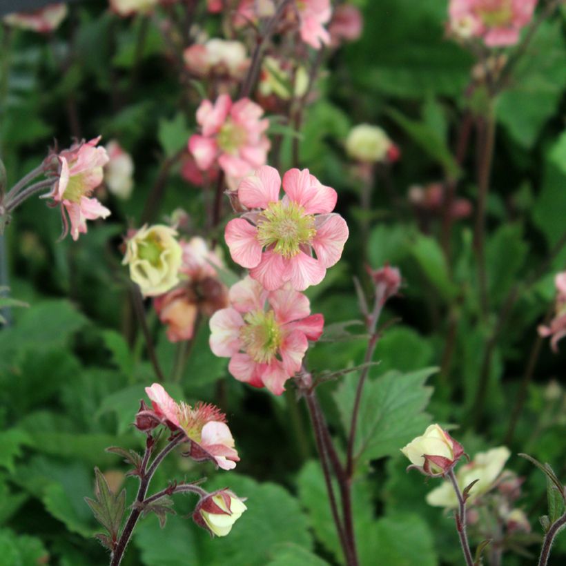 Geum Tempo Rose (Flowering)