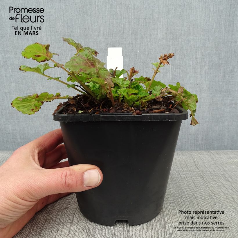 Geum Tempo Rose - Benoîte - pot de 2L/3L sample as delivered in winter