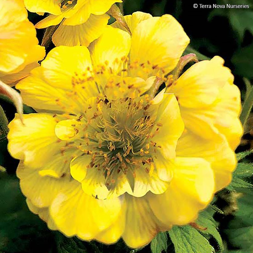 Geum Tempo Yellow (Flowering)