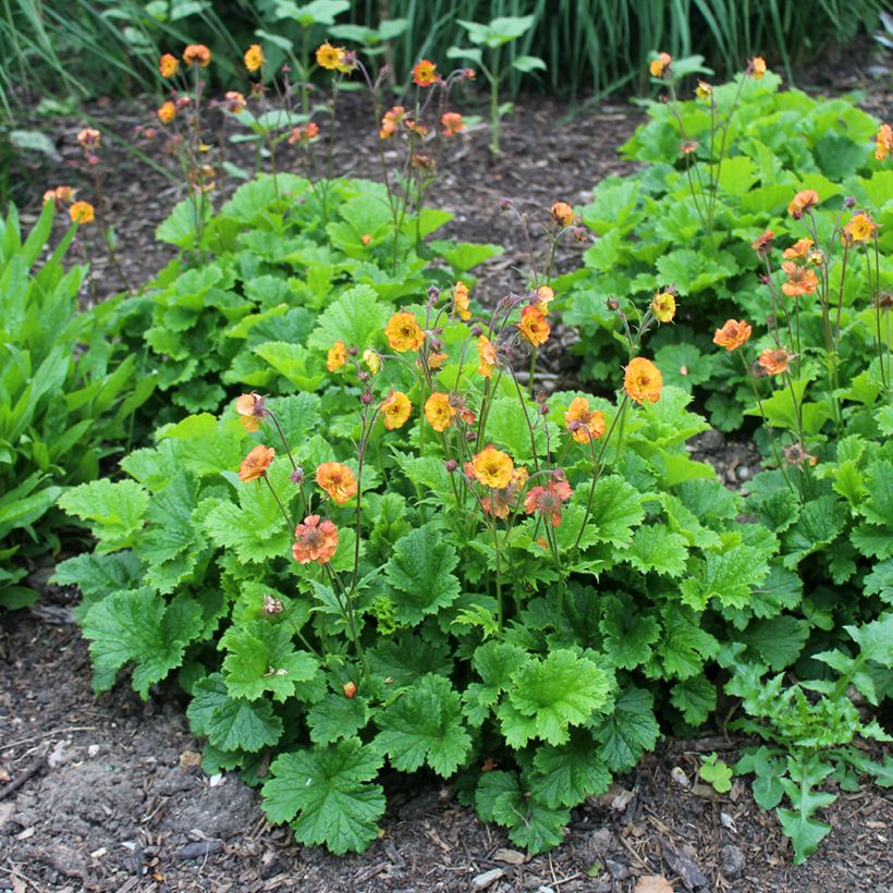 Geum Totally Tangerine (Plant habit)