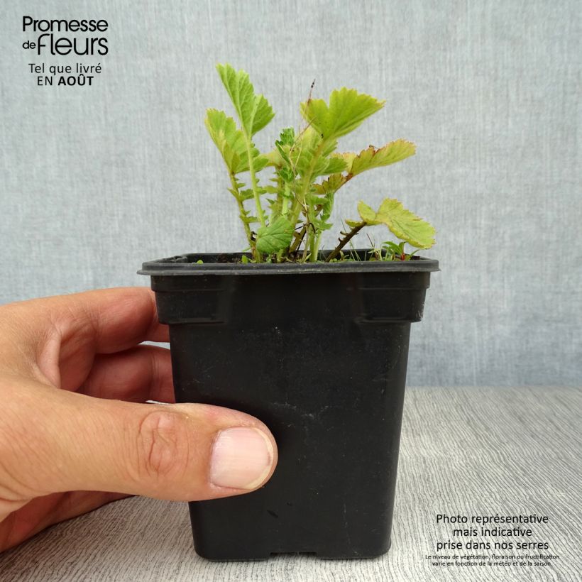 Geum chiloense Lady Stratheden 7/8 cm pot sample as delivered in summer
