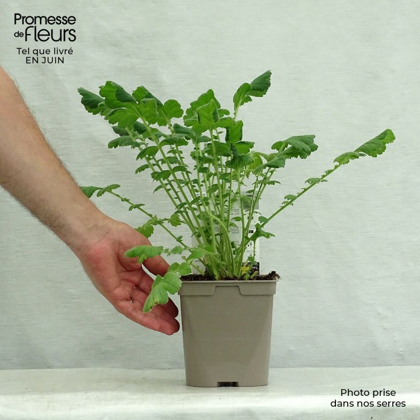 Geum chiloense Lady Stratheden 2L/3L pot sample as delivered in summer