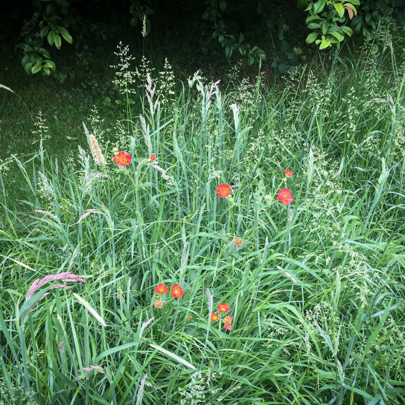 Geum chiloense Mrs Bradshaw (Plant habit)