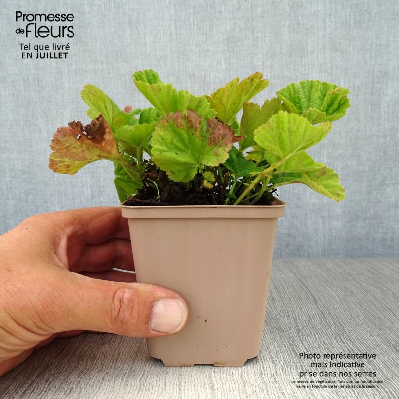 Geum coccineum Borisii 8/9 cm pot sample as delivered in summer