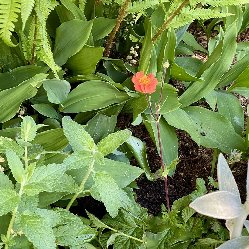 Geum coccineum Koi (Plant habit)