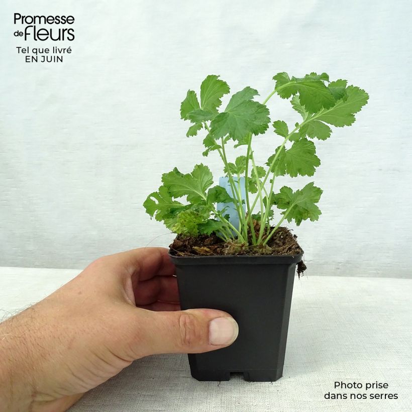 Geum rivale Leonards Variety 7/8 cm pot sample as delivered in summer