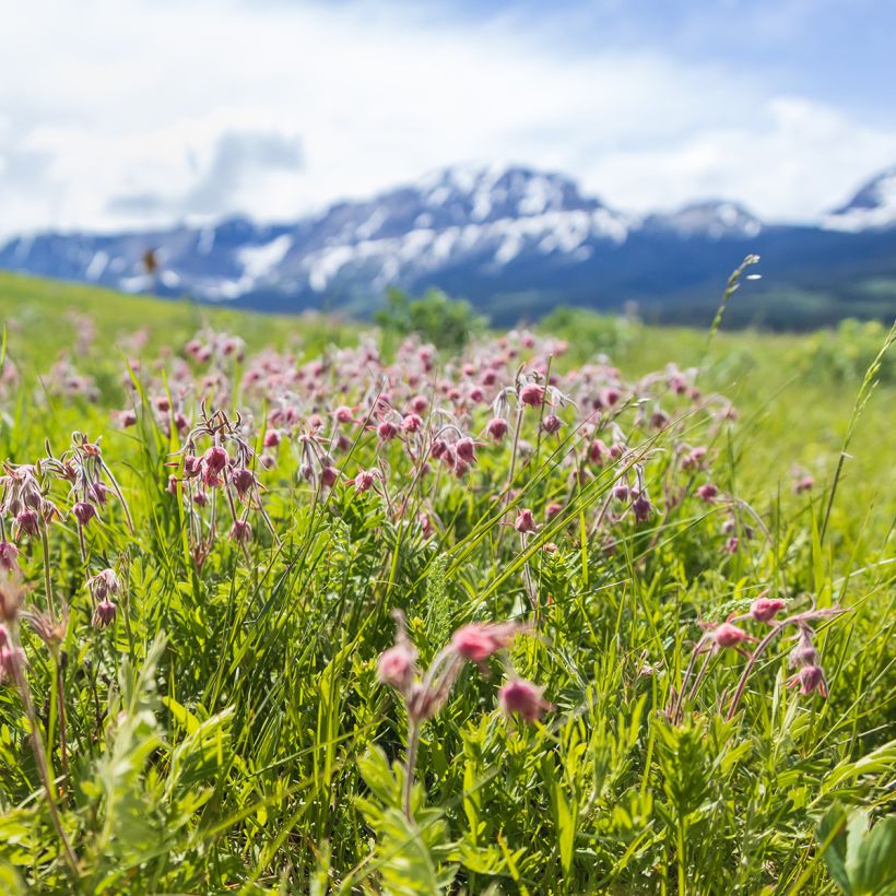 Geum triflorum (Plant habit)