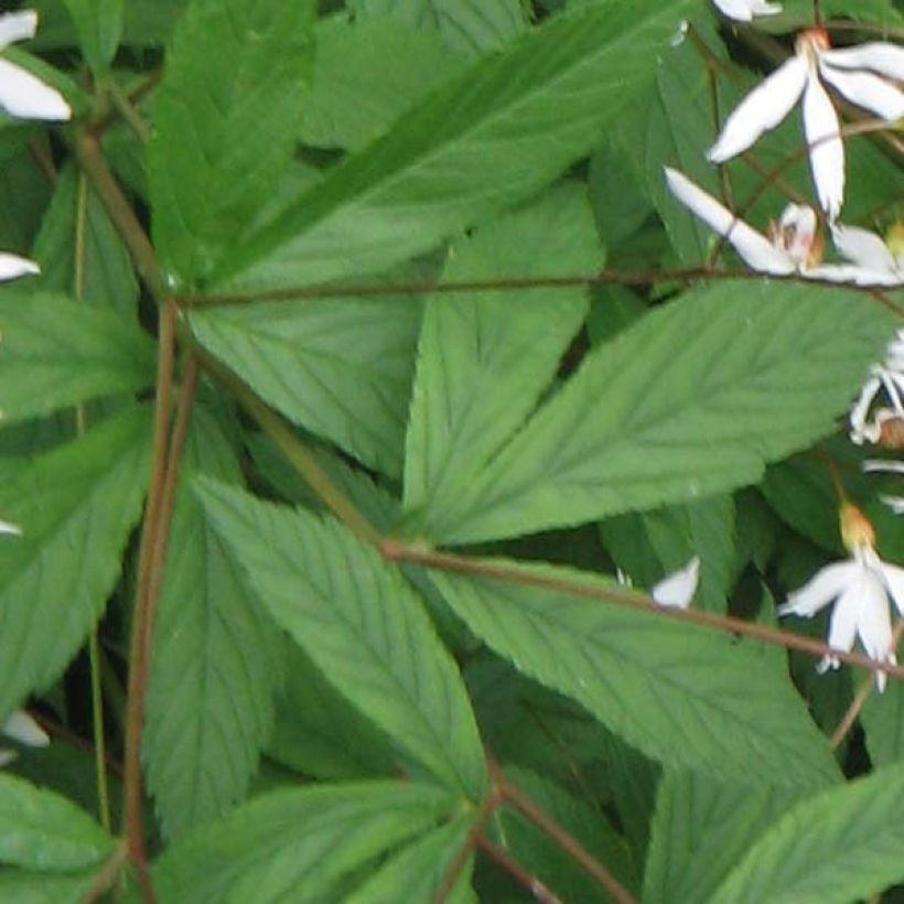 Gillenia trifoliata (Foliage)