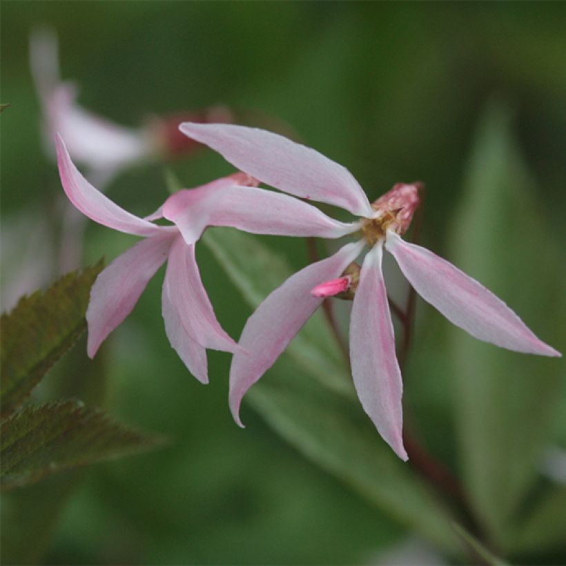 Gillenia trifoliata Pink Profusion (Flowering)