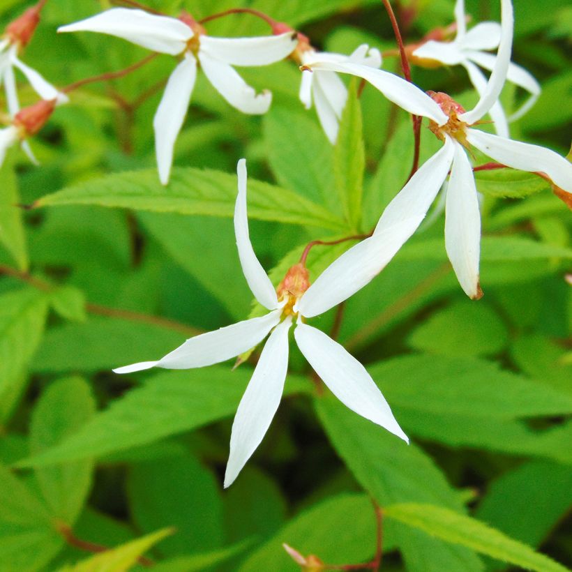 Gillenia trifoliata (Flowering)