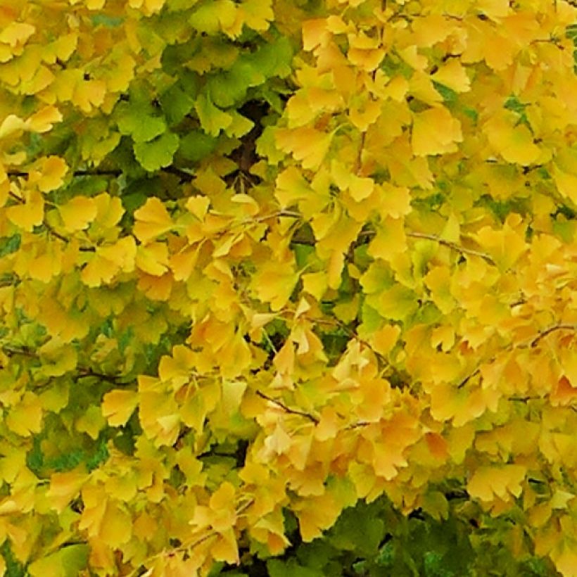 Ginkgo biloba Gold Flame Desginb2 (Foliage)