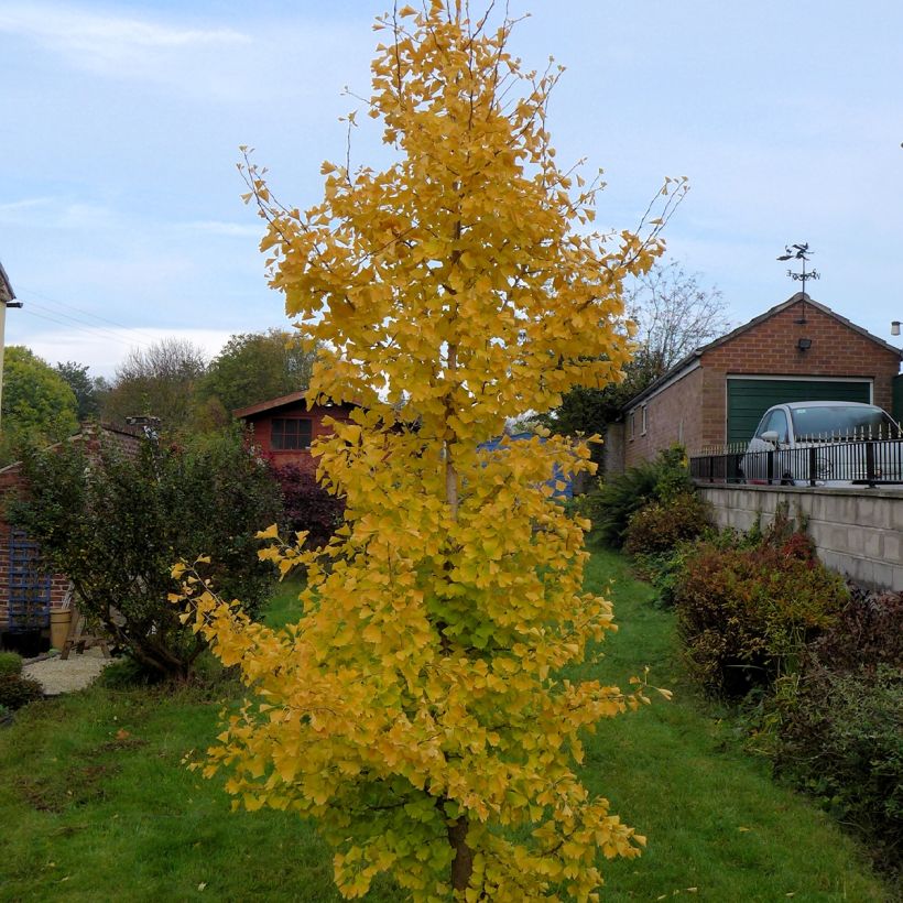 Ginkgo biloba Gold Flame Desginb2 (Plant habit)
