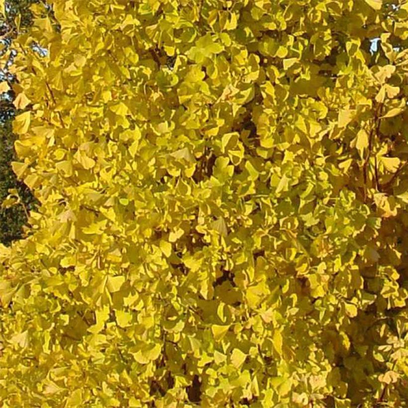 Ginkgo biloba fastigiata Blagon (Foliage)