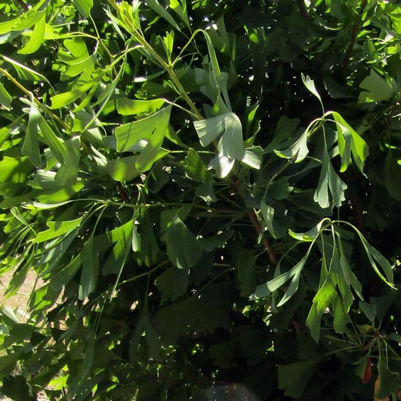 Ginkgo biloba Saratoga (Foliage)