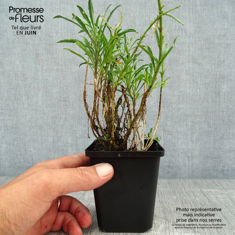 Erysimum Constant Cheer - Wallflower 8/9 cm pot sample as delivered in summer