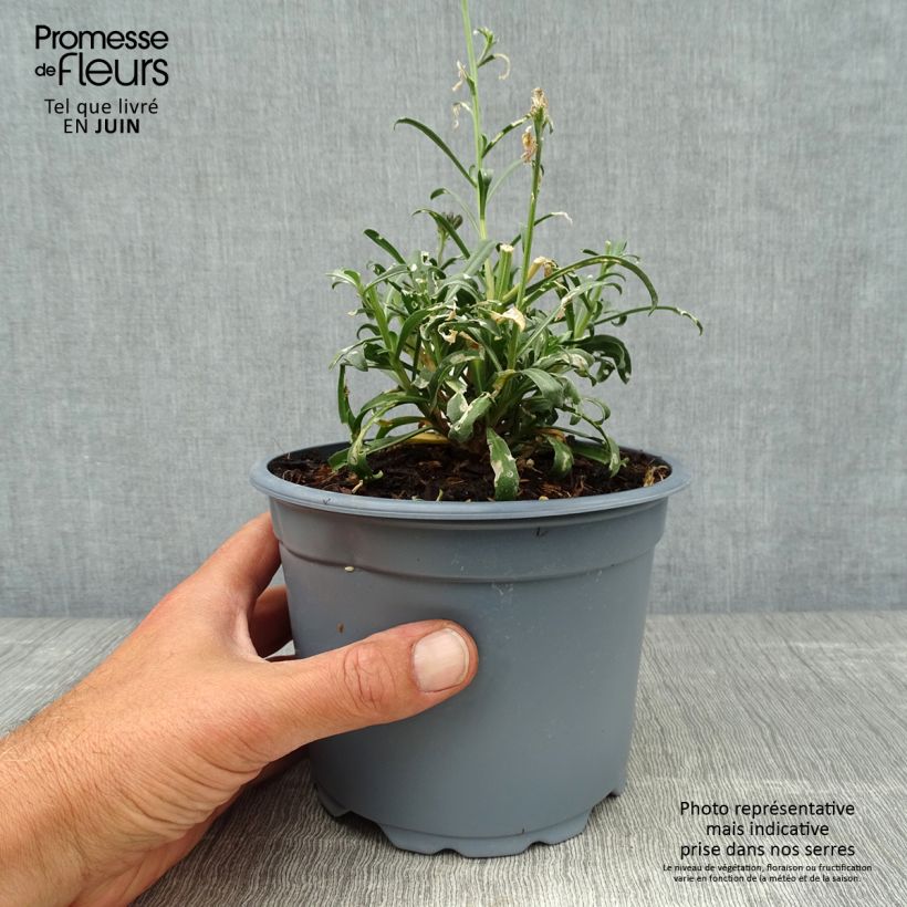 Erysimum linifolium Bowless Mauve - Wallflower 2L/3L pot sample as delivered in summer