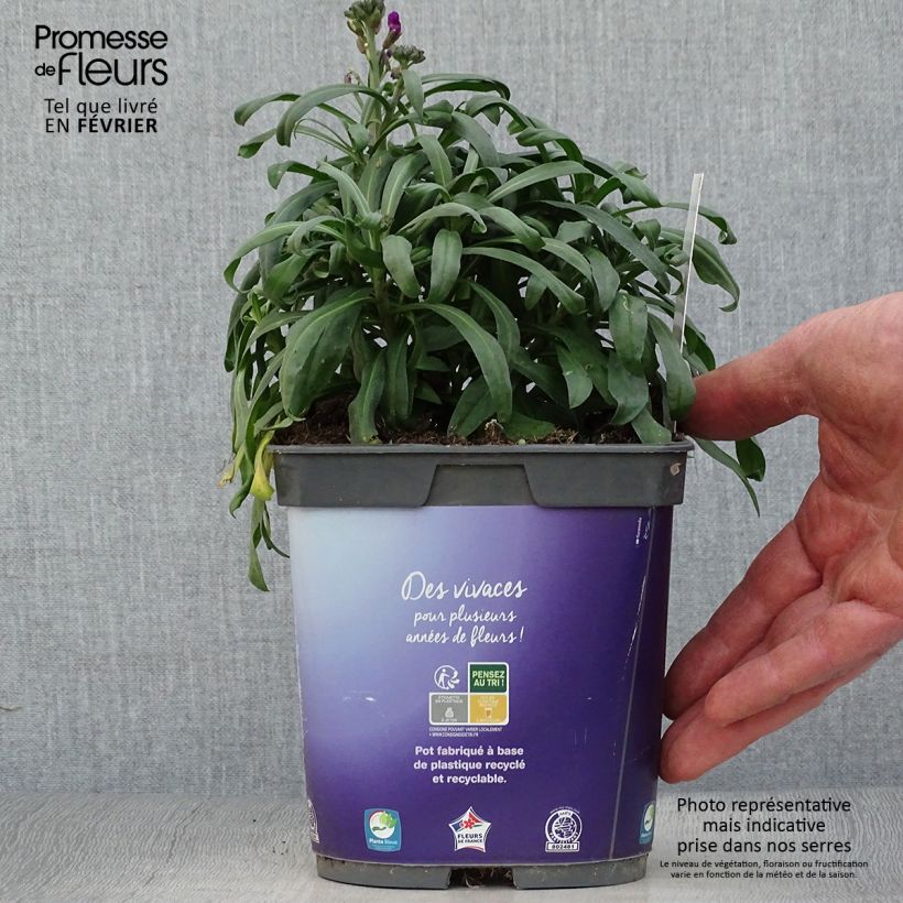 Giroflée arbustive - Erysimum Bowles Mauve en pot de 2/3 litres sample as delivered in winter