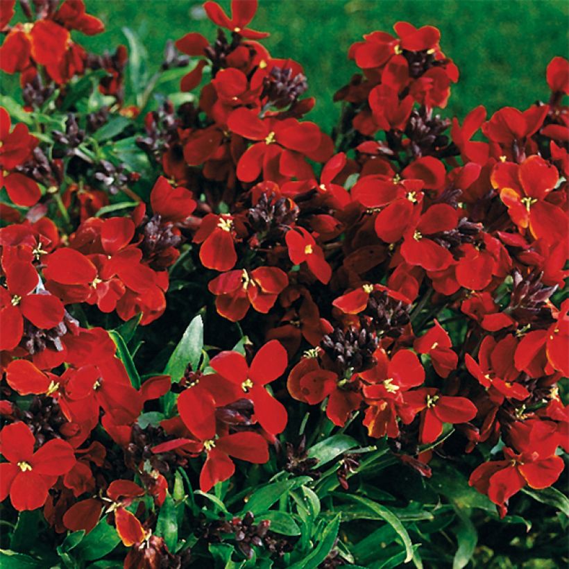 Erysimum Bedder Vulcan - Wallflower (Flowering)