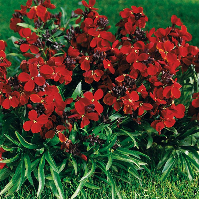 Erysimum Bedder Vulcan - Wallflower (Plant habit)