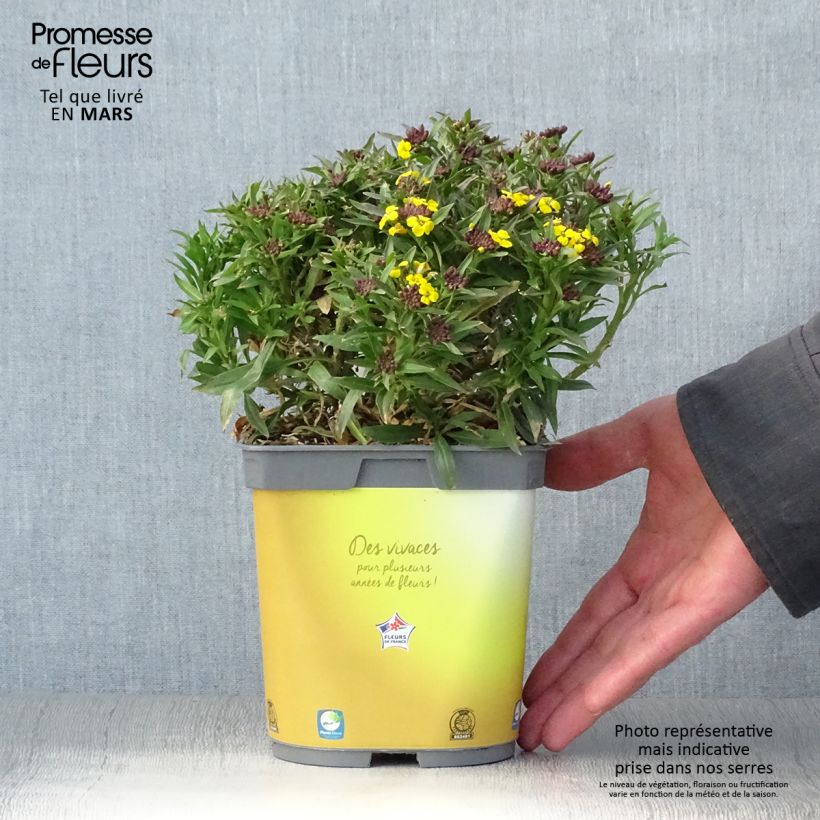 Erysimum suffruticosum Gold Cup - Wallflower sample as delivered in spring