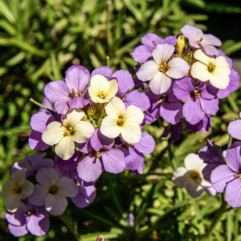 Erysimum POEM Lilac - Wallflower (Flowering)