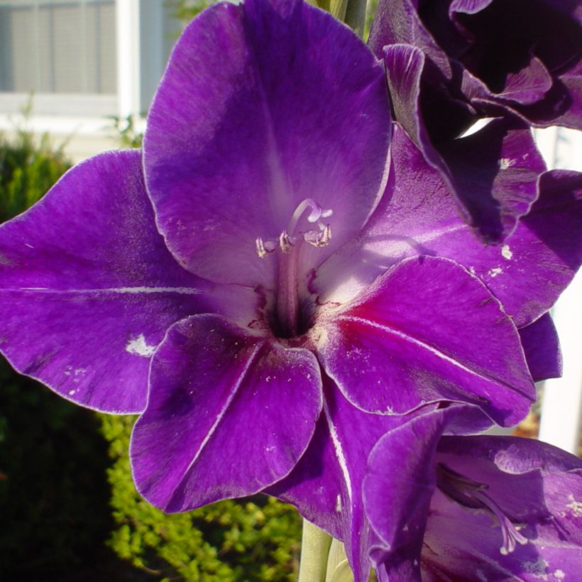 Gladiolus x grandiflorus Deep Purple - Sword Lily (Flowering)