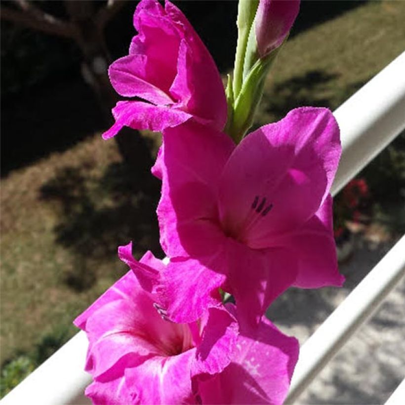 Gladiolus Fidelio - Sword Lily (Flowering)