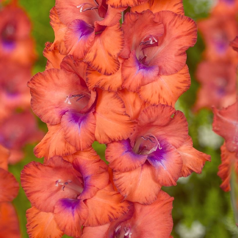 Gladiolus grandiflorus Tricolore - Sword Lily (Flowering)
