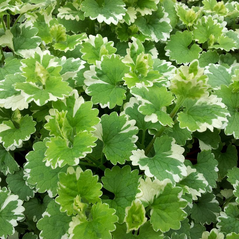 Glechoma hederacea Variegata - Variegated Ground Ivy (Foliage)