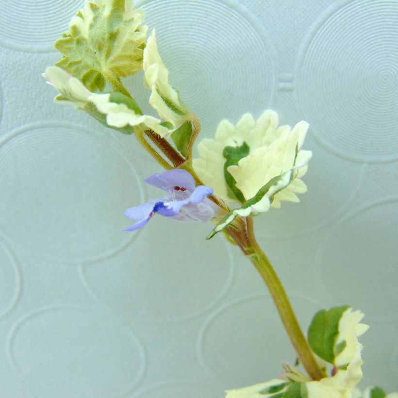 Glechoma hederacea Variegata - Variegated Ground Ivy (Flowering)