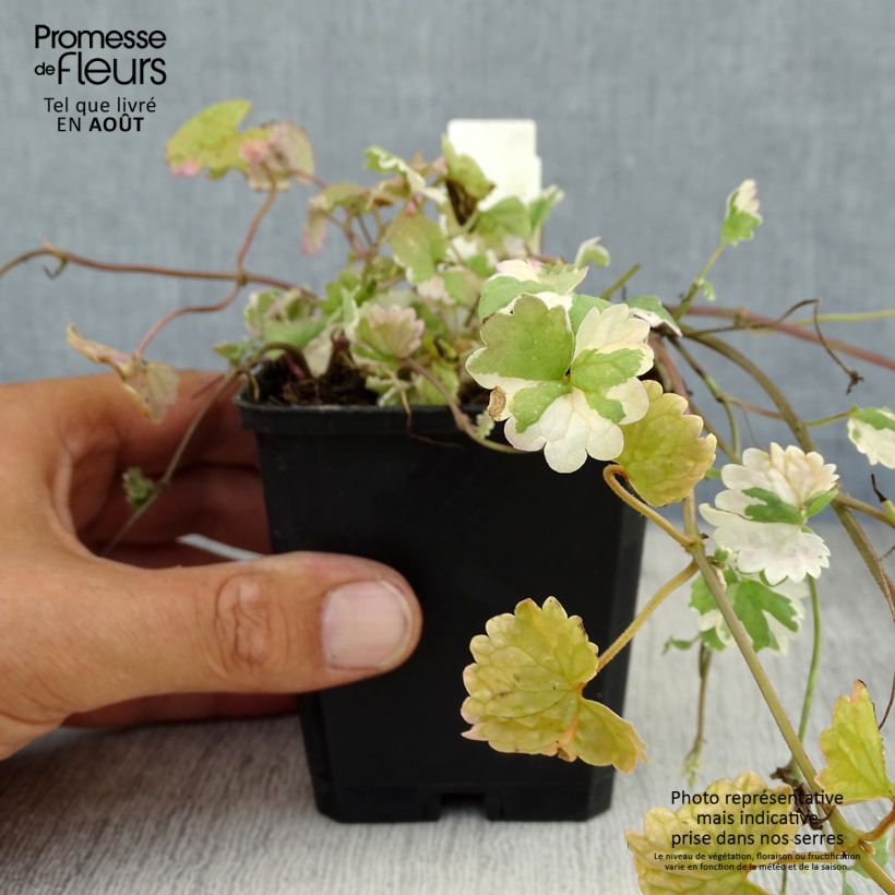 Glechoma hederacea Variegata - Variegated Ground Ivy 8/9 cm pot sample as delivered in summer