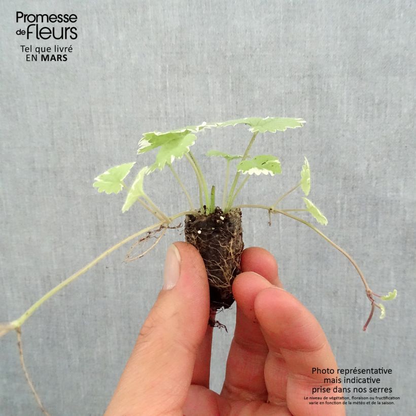 Glechoma hederacea Variegata - Variegated Ground Ivy sample as delivered in spring